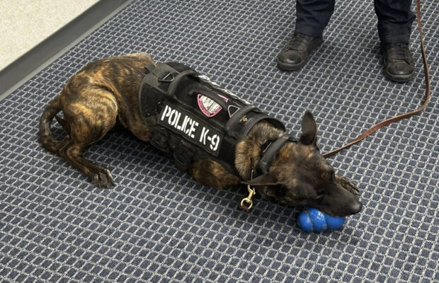Meet K9 Corona